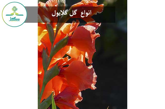 گل گلایول