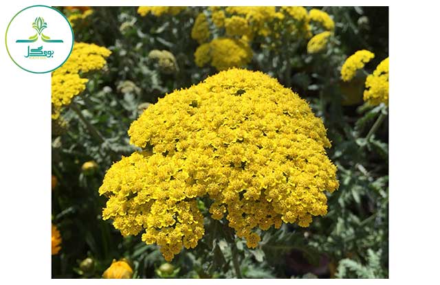 plant-flower-herb-produce-yellow