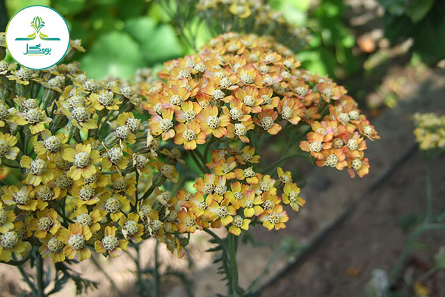 tree-plant-leaf-flower-produce-evergreen