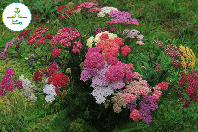 Achillea flower