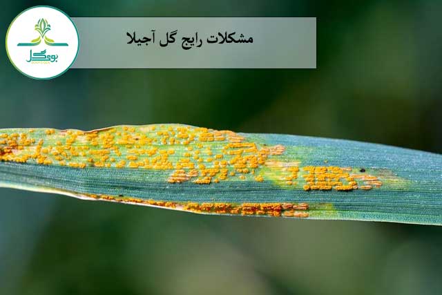 مشکلات-رایج