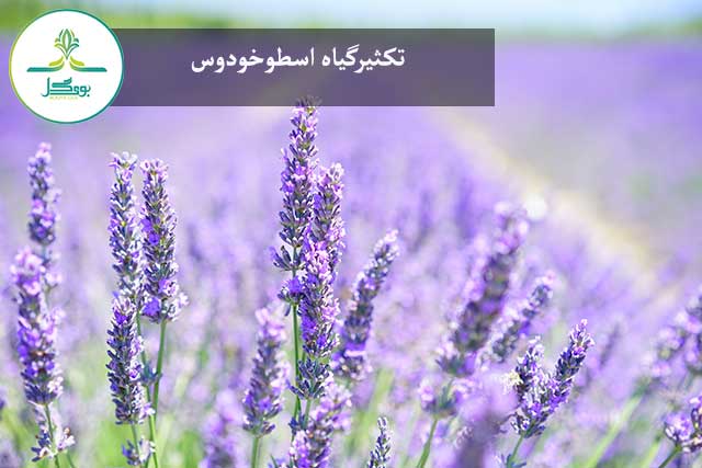 اسطوخودوس