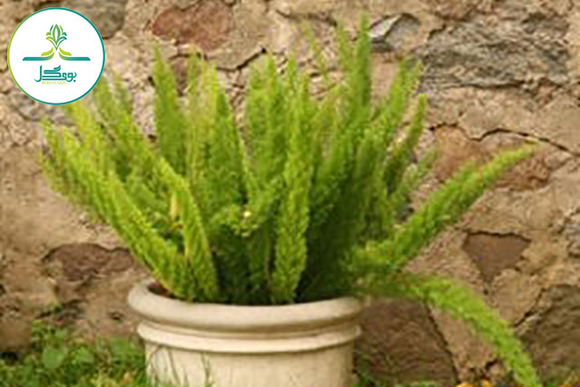 AsparagusFern-meyeripotted