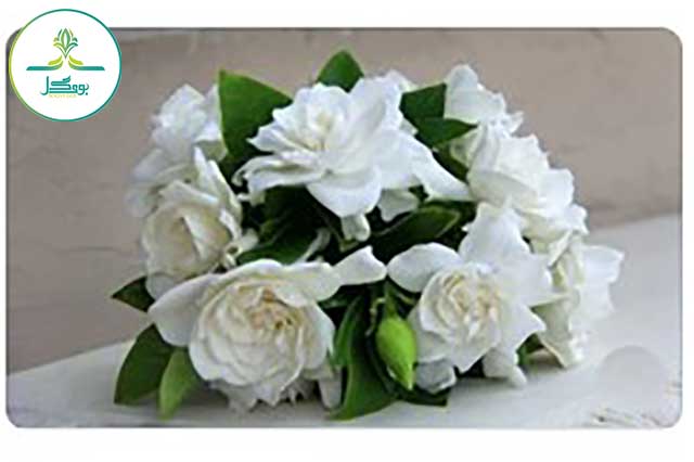 Gardenia-jasminoides-flower