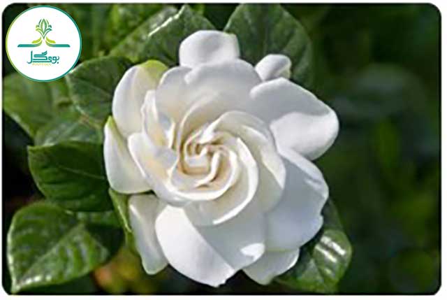 Gardenia-jasminoides