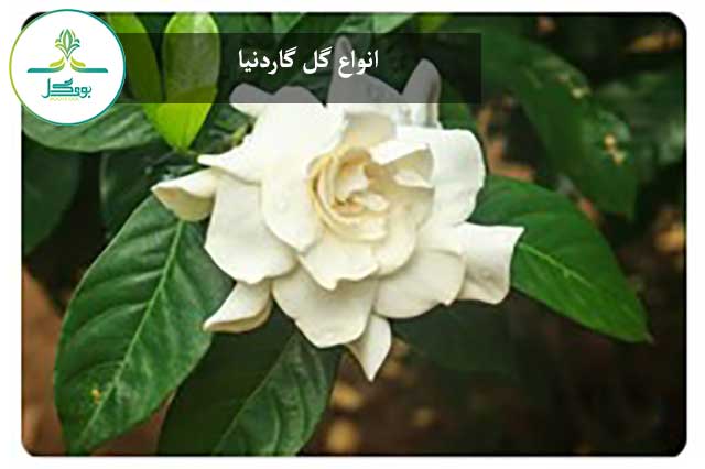 گل گاردنیا