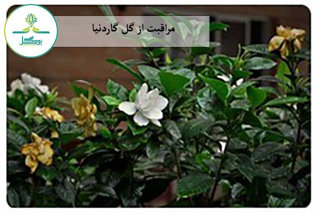 Gardenia-jasminoides-flower