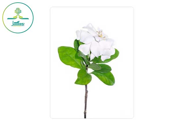 Gardenia-jasminoides-flower