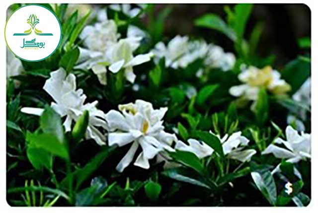 Gardenia-jasminoides-flower