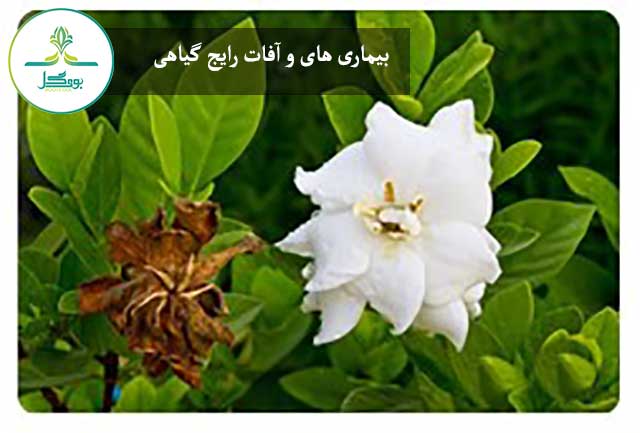 گل گاردنیا