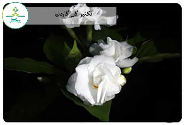 تکثیر گل گاردنیا