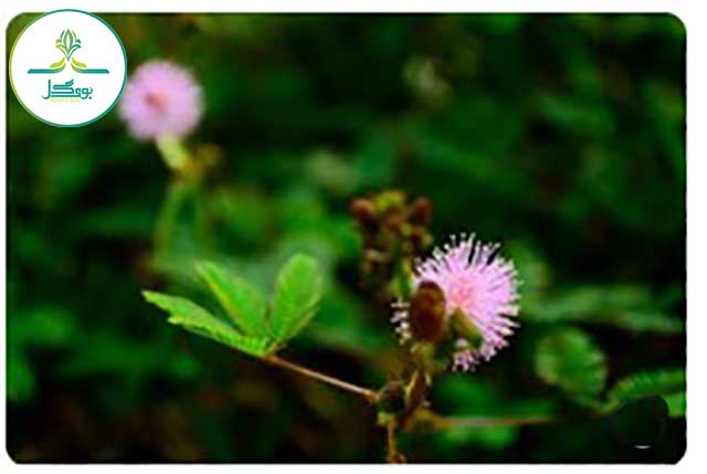 Mimosa-pudica