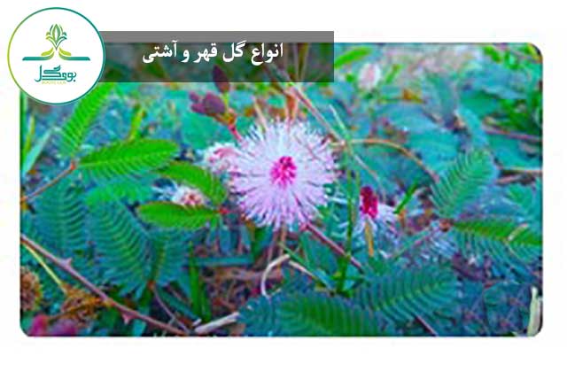 Mimosa-pudica