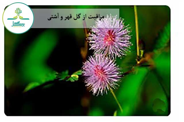 گل قهر و آشتی 
