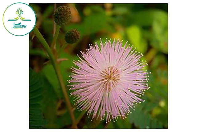 Mimosa-pudica