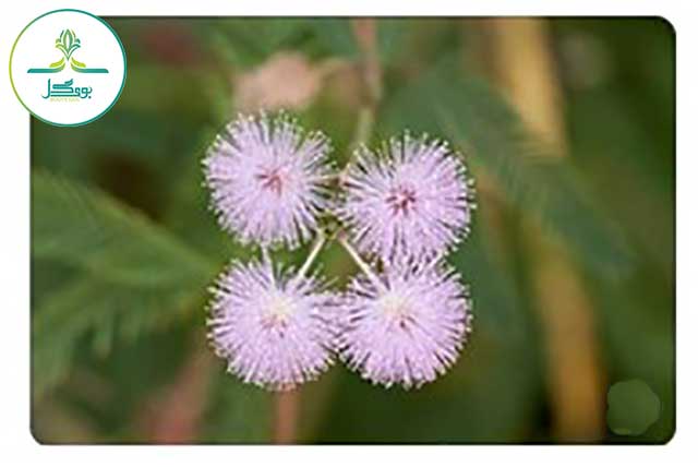 Mimosa-pudica