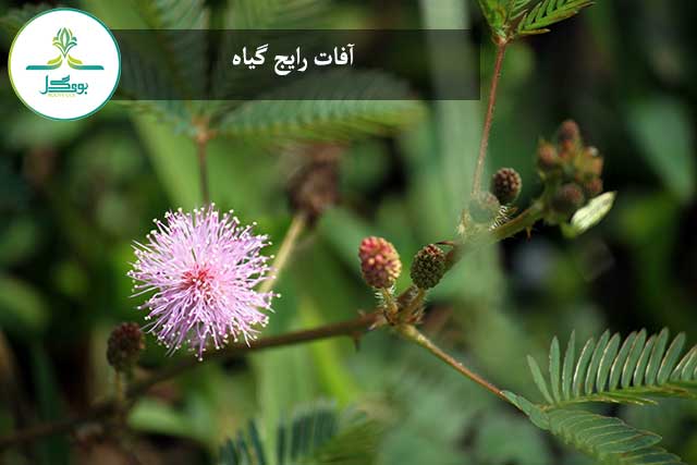 گل قهر و آشتی