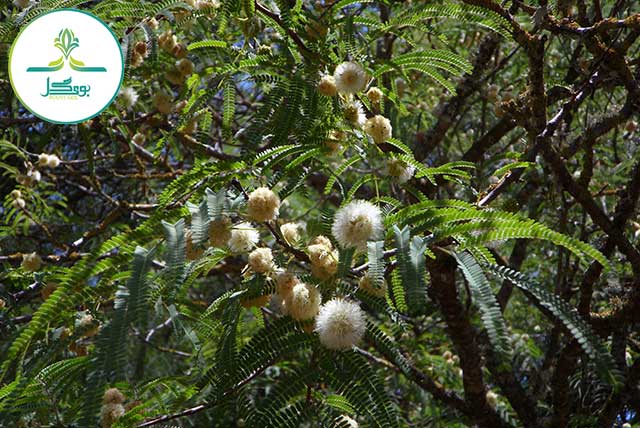 Mimosa-pudica