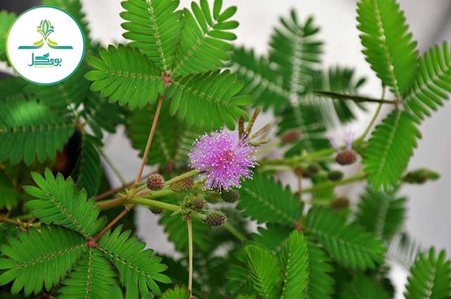 Mimosa-pudica