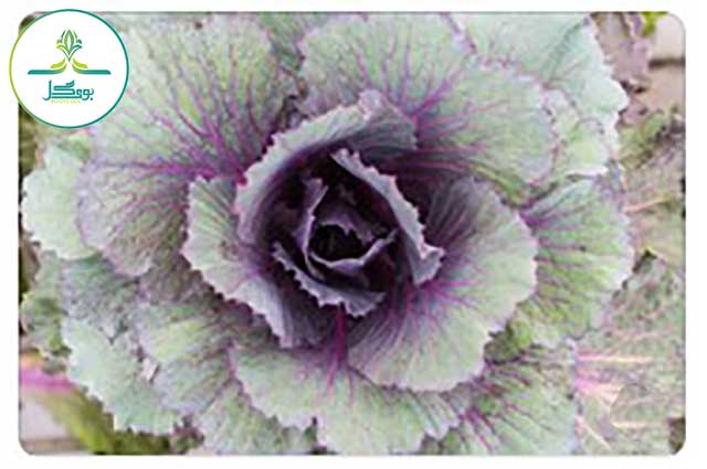 Ornamental-Cabbage