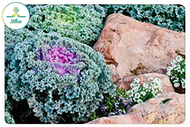 Ornamental-Cabbage