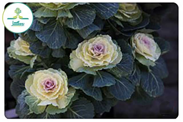 Ornamental-Cabbage
