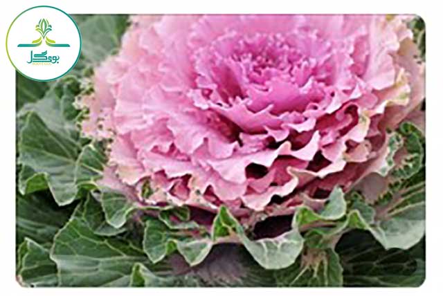 Ornamental-Cabbage