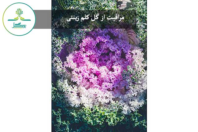 Ornamental-Cabbage