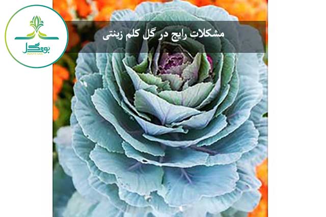 گل کلم زینتی
