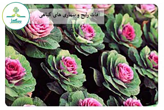 گل کلم زینتی
