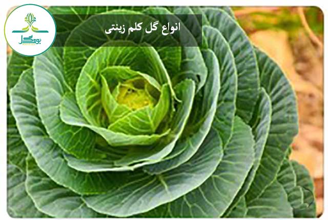 گل کلم زینتی