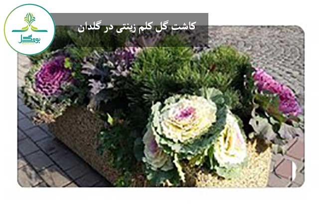 کاشت گل کلم زینتی در گلدان