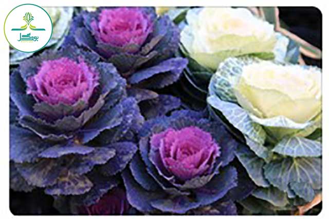 ornamental cabbage