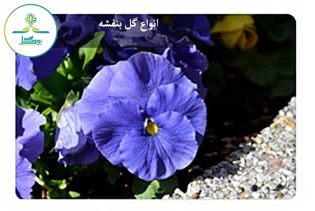 
Violas-flower-