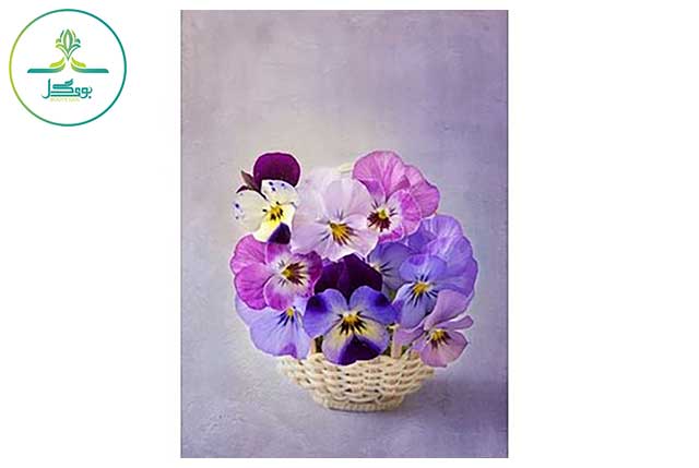 Violas-flower