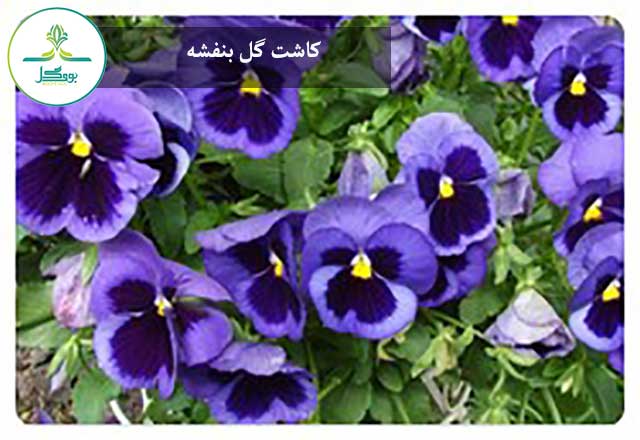 Violas-flower