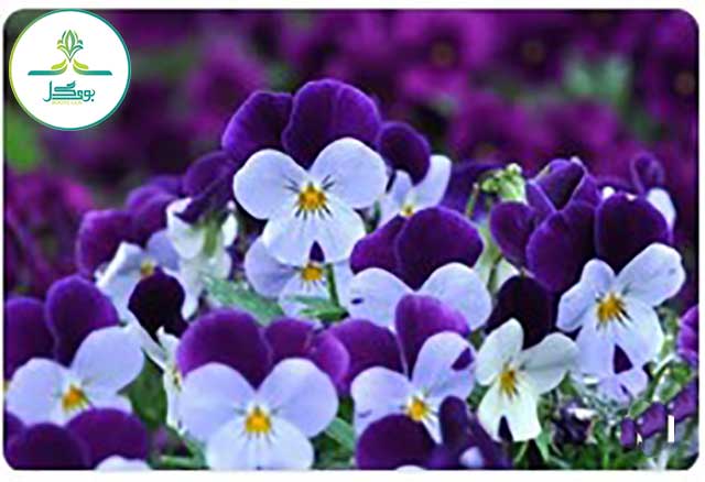 
Violas-flower