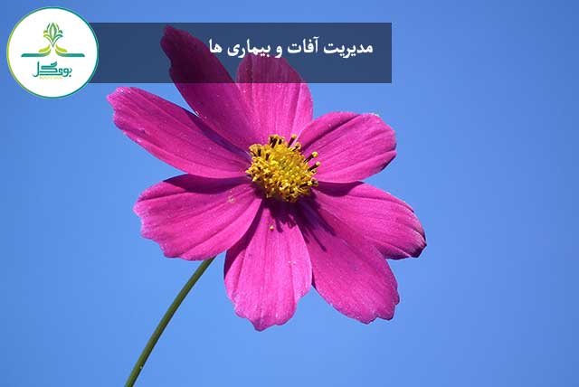 blossom-plant-sky-cosmos-flower-purple