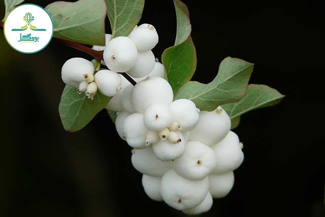 branch-blossom-plant-white-fruit-berry-