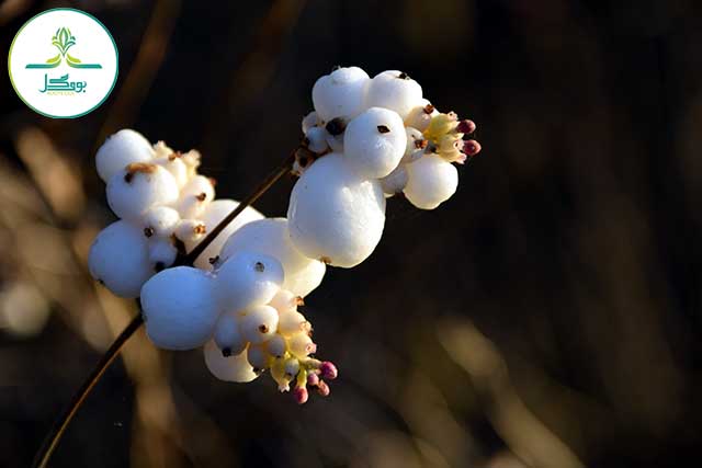 branch-blossom-winter-plant-white-photography-