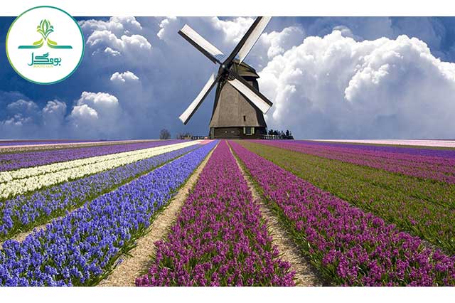ield-flower-flowering-plant-purple-sky-plant