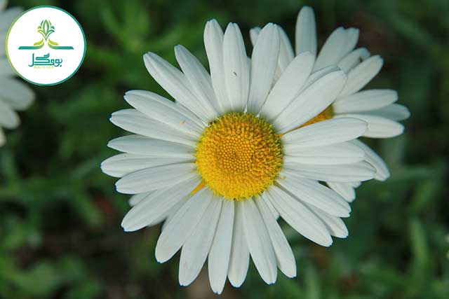 forest-spring-flower-oxeye-daisy-flowering-plant-marguerite-daisy