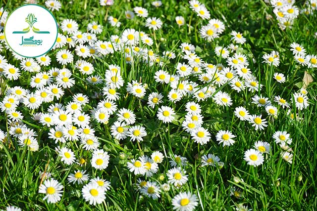  grass-blossom-plant-white-field-lawn