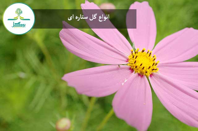 گل ستاره ای