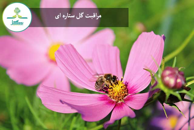 گل ستاره ای