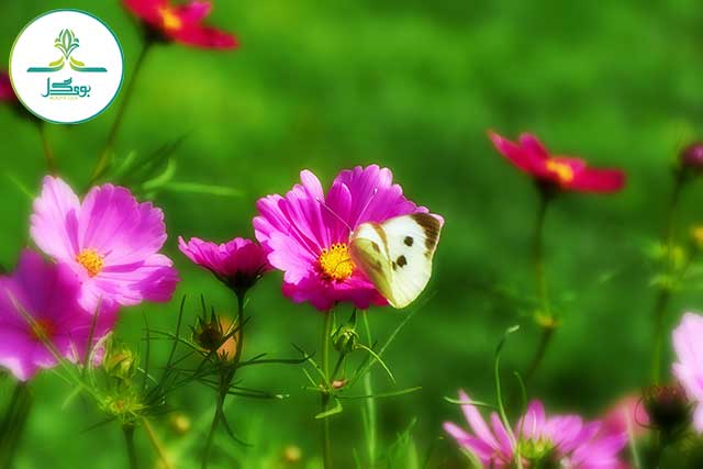 ature-blossom-wing-plant-white-field