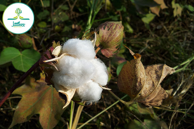 cotton-flower