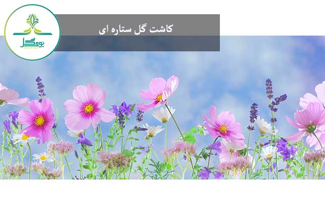 nature-grass-blossom-plant-sky-white