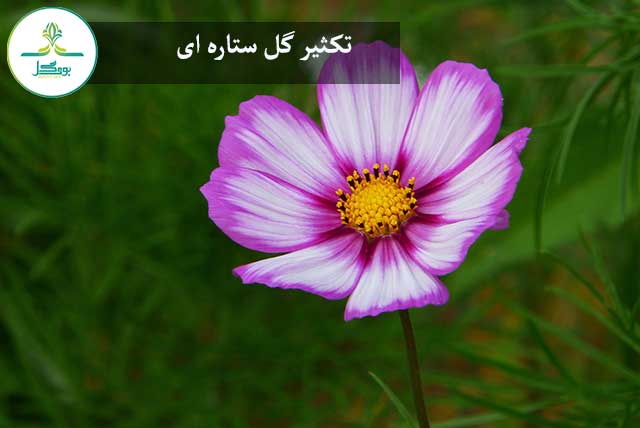 تکثیر گل ستاره ای