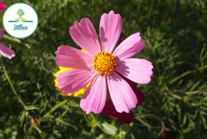 nature-grass-plant-field-meadow-cosmos